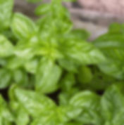 Albahaca italiana