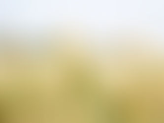 Cuál es la diferencia entre el trigo y el triticale