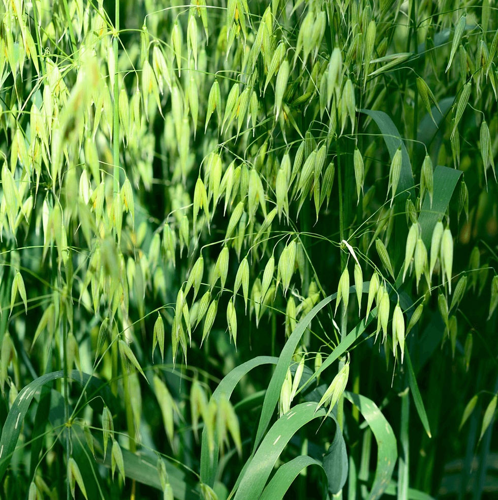 Campo de avena chihuahua