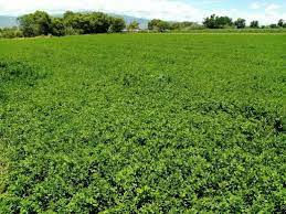 Campo de cultivo de alfalfa Oaxaca