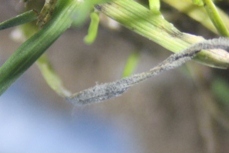 Grey Leaf Spot