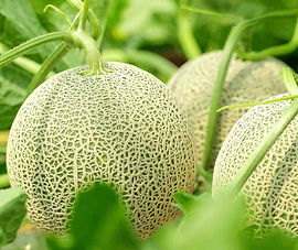 melon.jpg