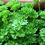 Miniatura: Perejil Moss Curled