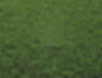 Semillas para pasto bermuda