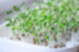 Germinado en algodón