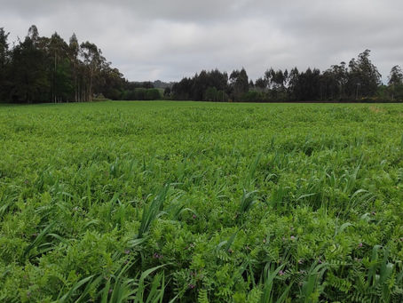 Pasos críticos para la implantación exitosa de pastos forrajeros