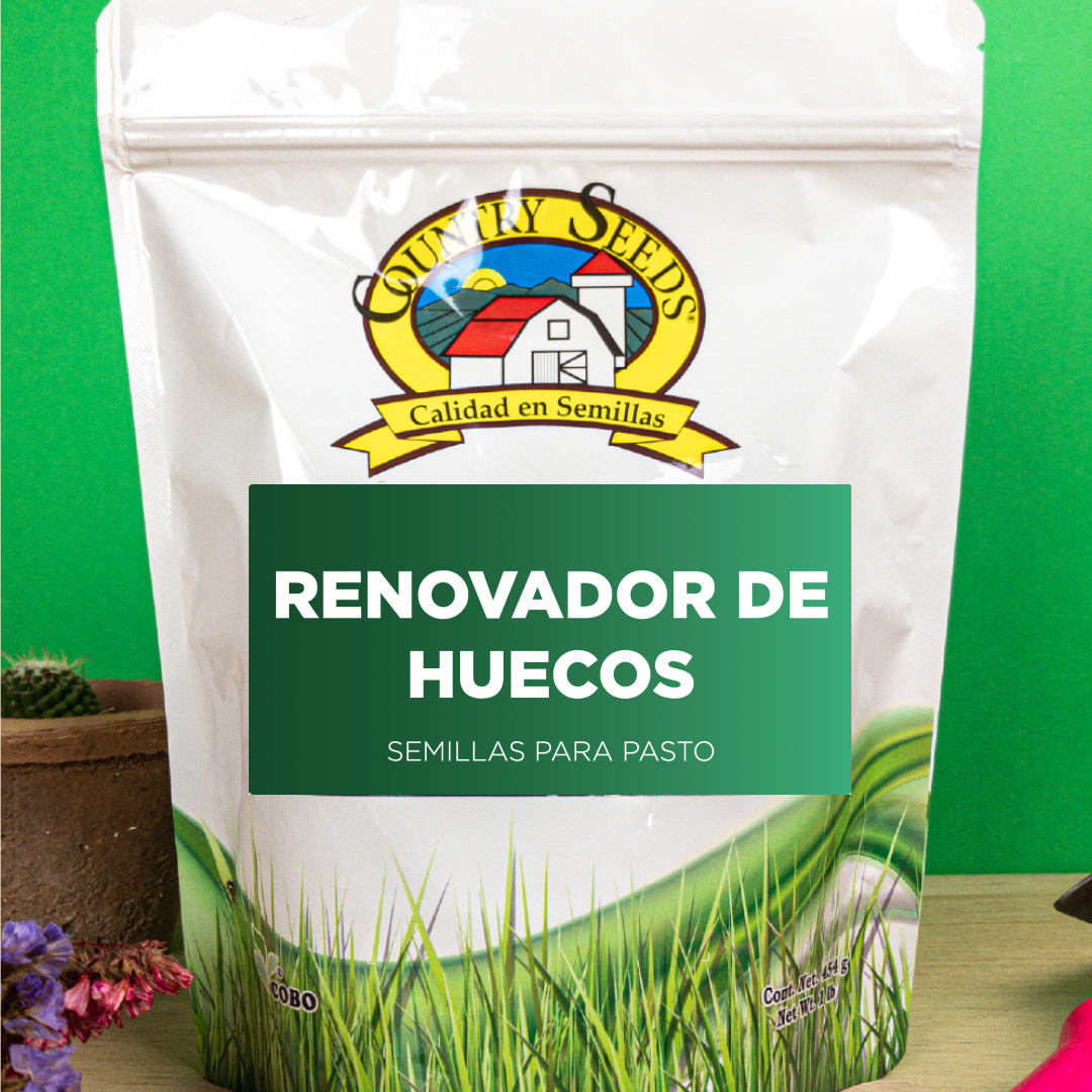 Pasto Renovador de Huecos