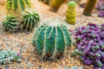 zona. de cactus