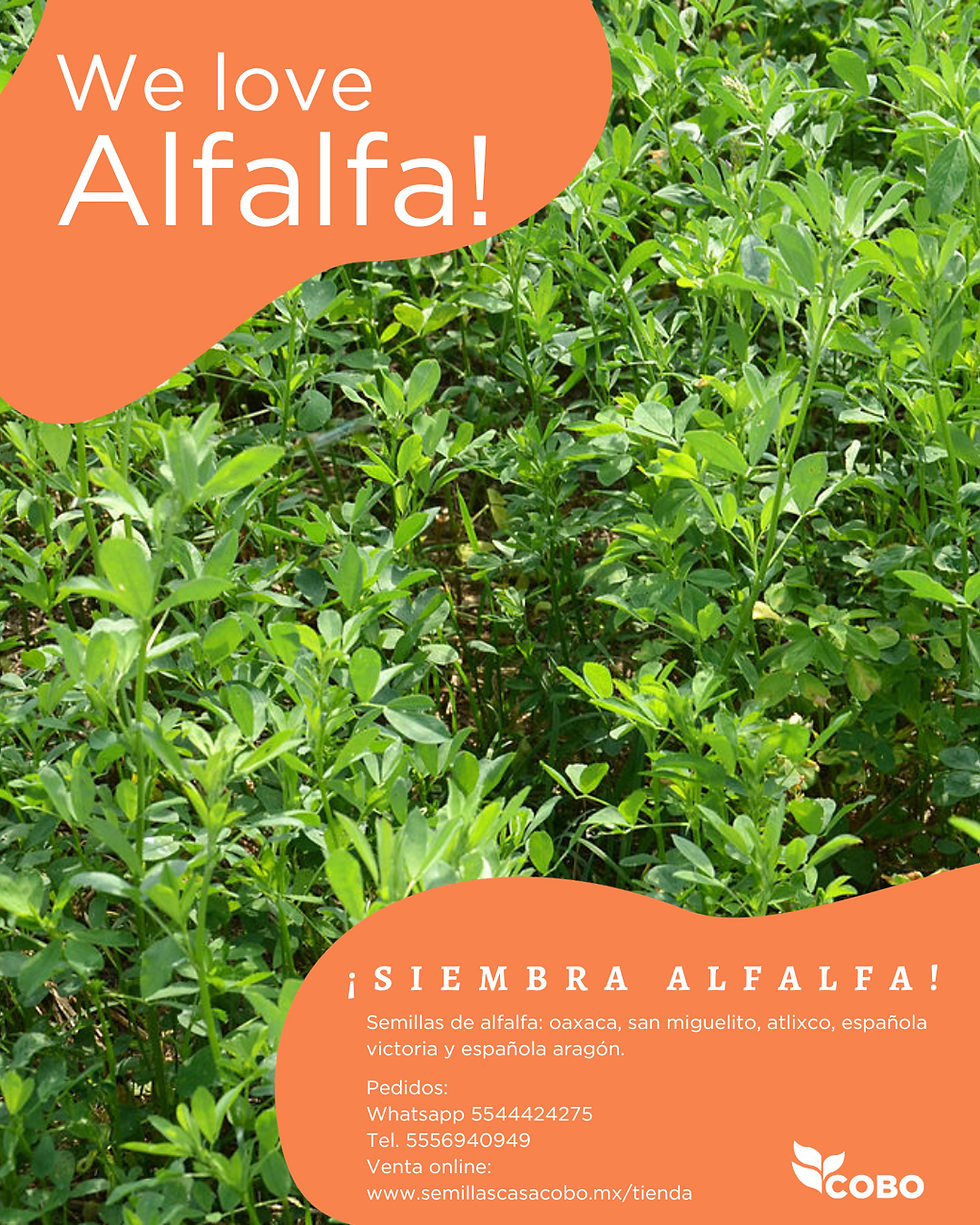Semilla de alfalfa