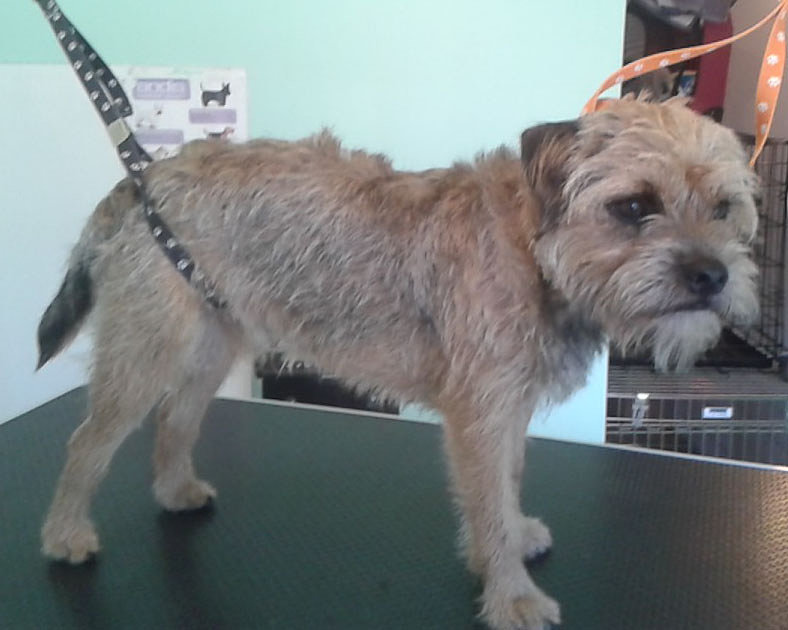 Pristine Pets Luxury Dog Grooming Ferndown qualified dog groomer