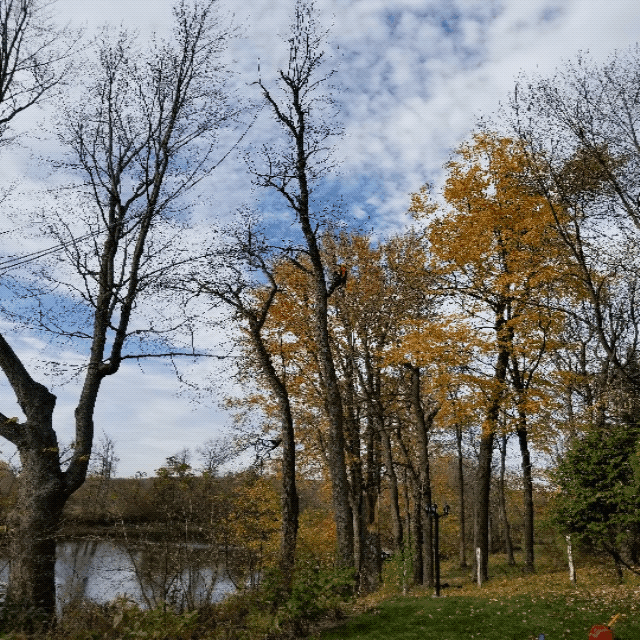 une branche suspendu dans un arbre