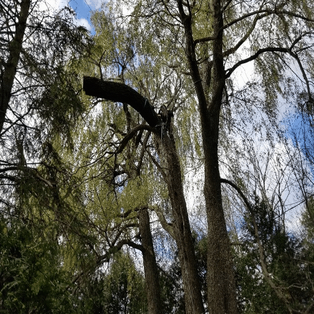 une branche suspendu dans un arbre
