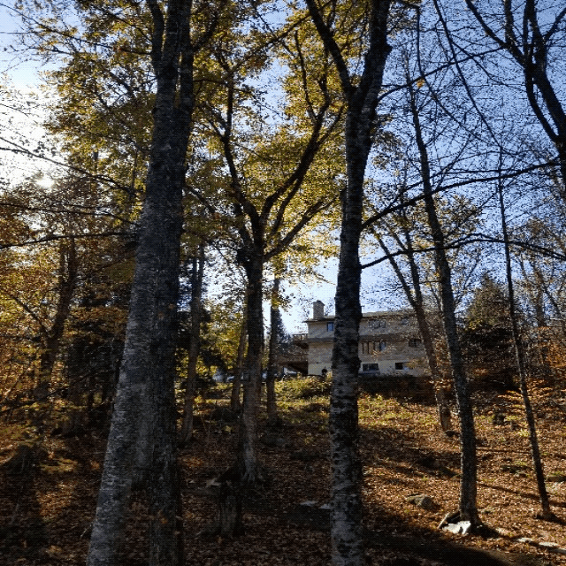 une branche suspendu dans un arbre