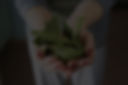 Bay Leaves in Hand_edited.jpg