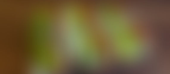 Chicago Style Hot Dogs