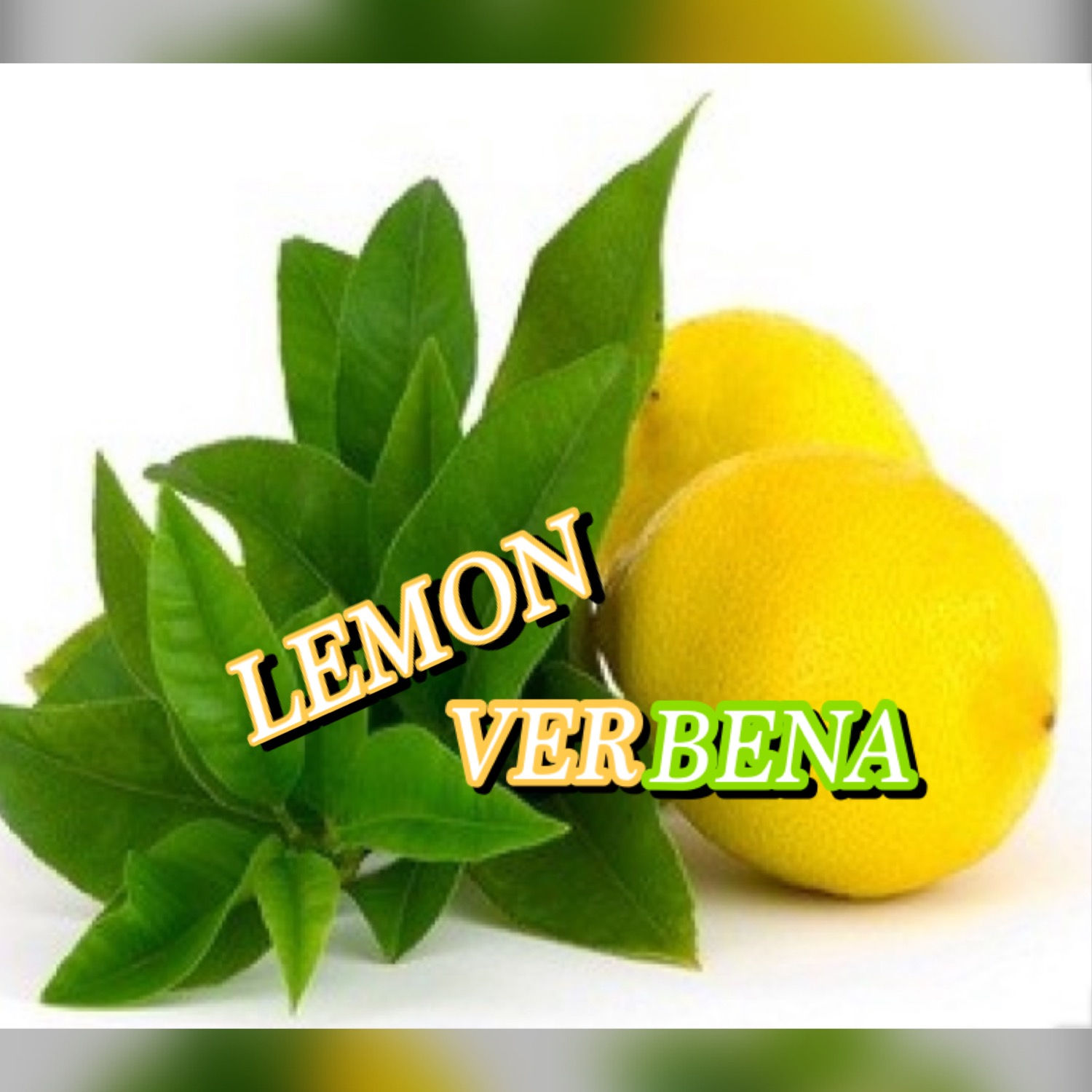 Lemon-Verbena