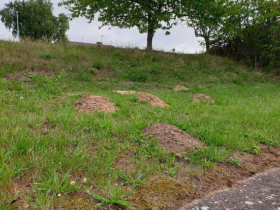 mole-damage-sandy-bank.jpeg