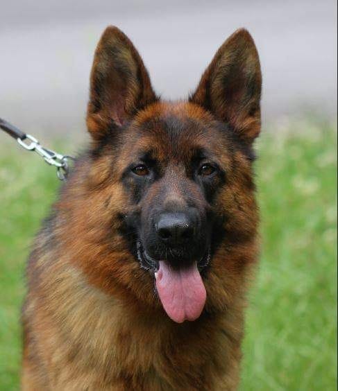 show line german shepherds