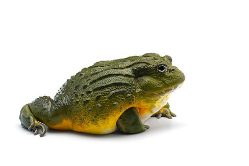 AdobeStock_315431779.jpeg