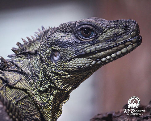 Merlin the Sailfin Dragon, photo by visitor K.V.Brown _kvbrownphotography on Facebook.jpg