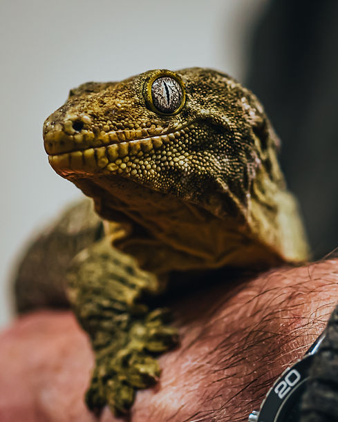Cheese - Leachianus gecko 5.jpeg