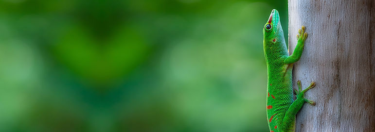 AdobeStock_310518672.jpeg