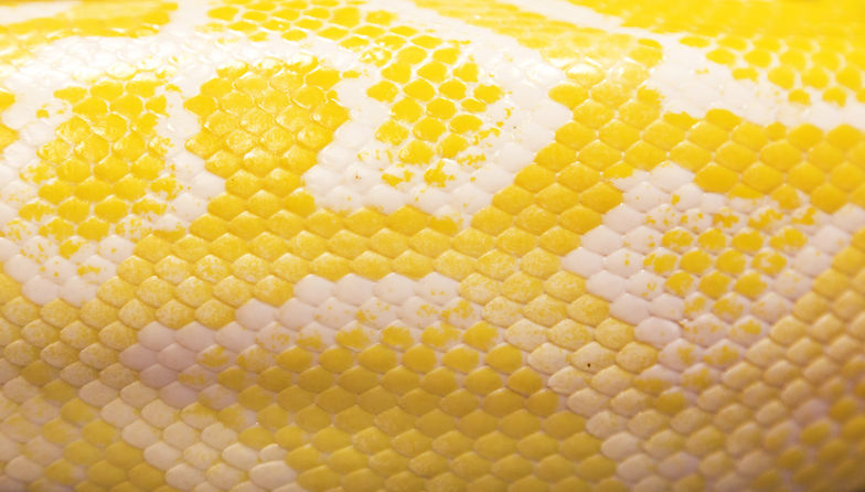 Burmese python scales