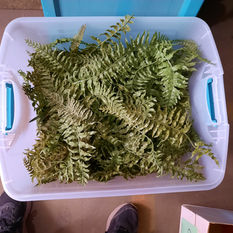 Ferns (plastic).jpg