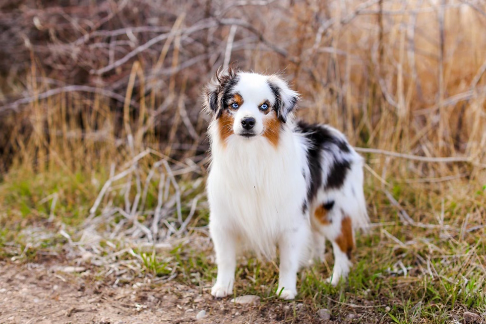 Ace-ASDR Mini Aussie