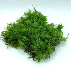 Hylocomiastrum pyrenaicum