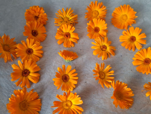 Calendula sun macerat