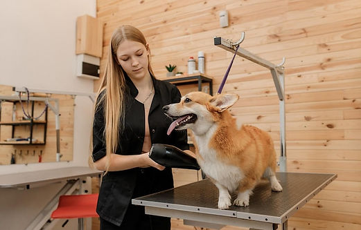 Professional dog grooming and drying service Austin TX