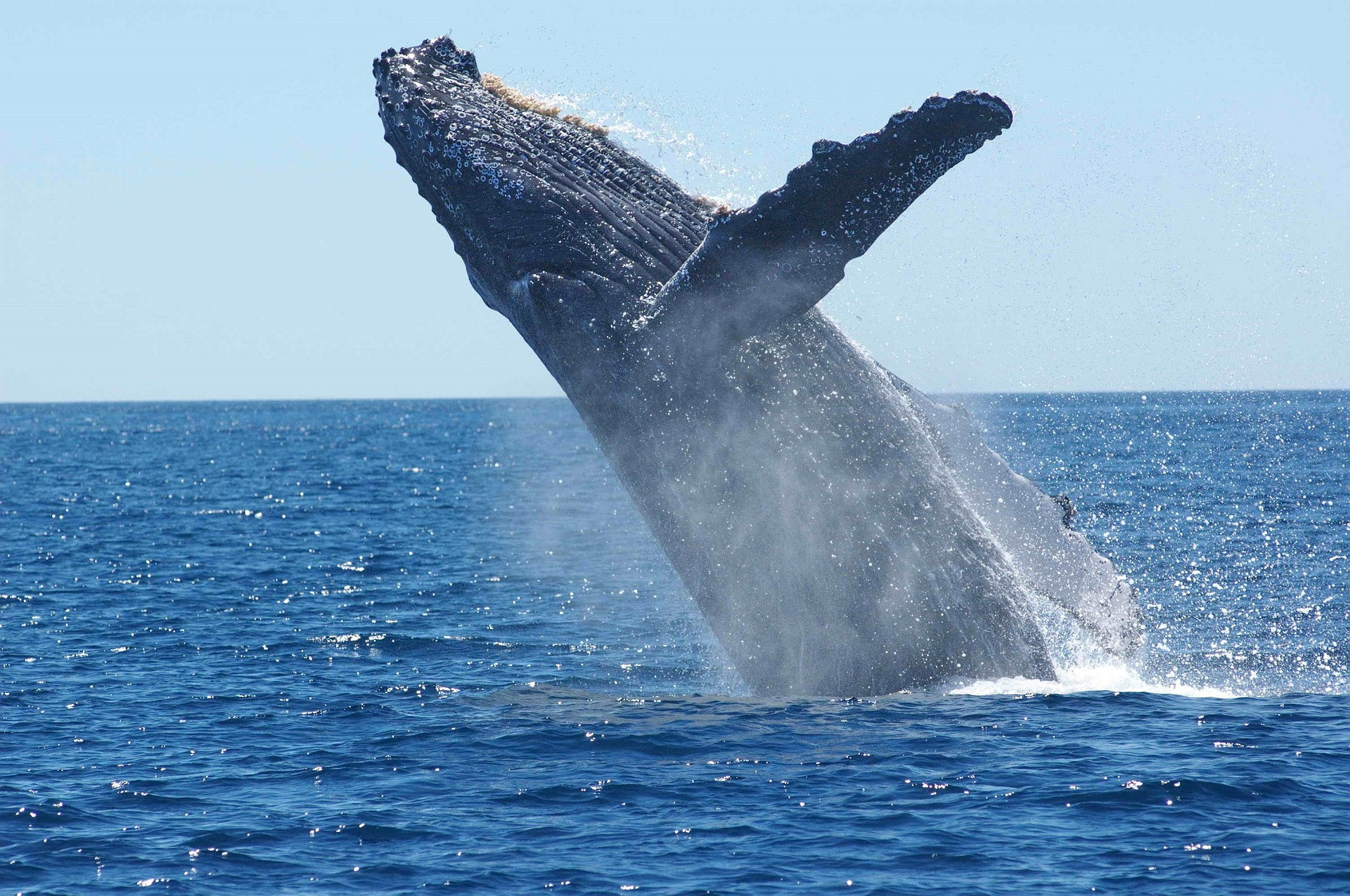 What Marine Organisms Are Filter Feeders?