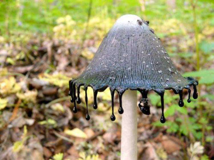 inky-cap-mushroom-coprinopsis-atramentaria