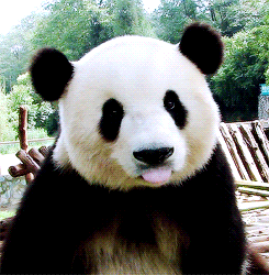 The Panda Bear (Ailuropoda melanoleuca)