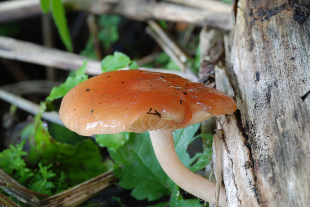 The Wrinkled Peach Mushroom (Rhodotus palmatus)