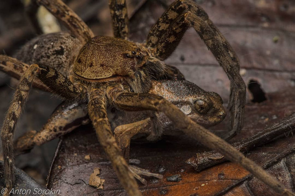 Amazon Giant Fishing Spider (Ancylometes rufus)