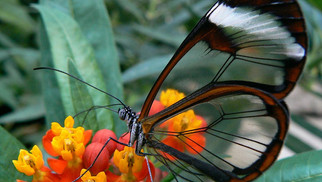 The Glasswing Butterfly (Greta oto)
