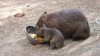 The Common Wombat (Vombatus ursinus),