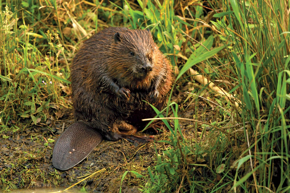 The Eurasian Beaver (Castor fiber)