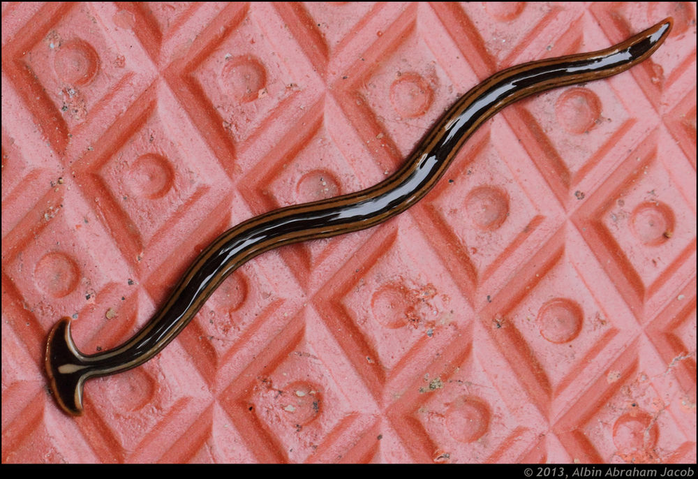 Hammerhead Worm (Bipalium)