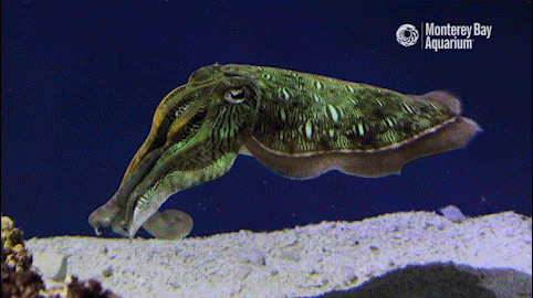The Common Cuttlefish (Sepia officinalis)
