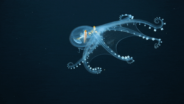 The Glass Octopus (Vitreledonella richardi)