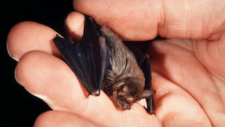 The Bumblebee Bat (Craseonycteris thonglongyai)
