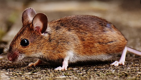 House Mouse (Mus musculus)