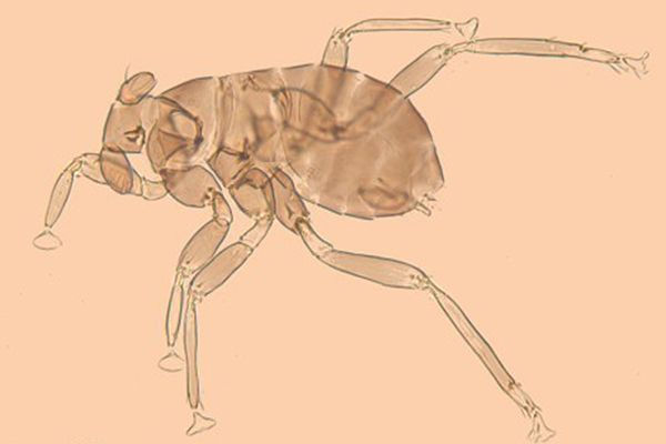 The Smallest Insect Dicopomorpha Echmepterygis 