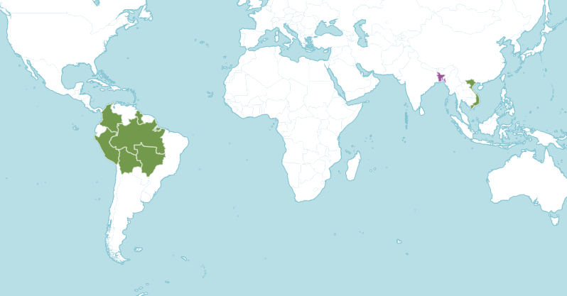 Queen Victoria’s Water Lily (Victoria amazonica)