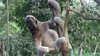 Brown-throated sloth (Bradypus variegatus)