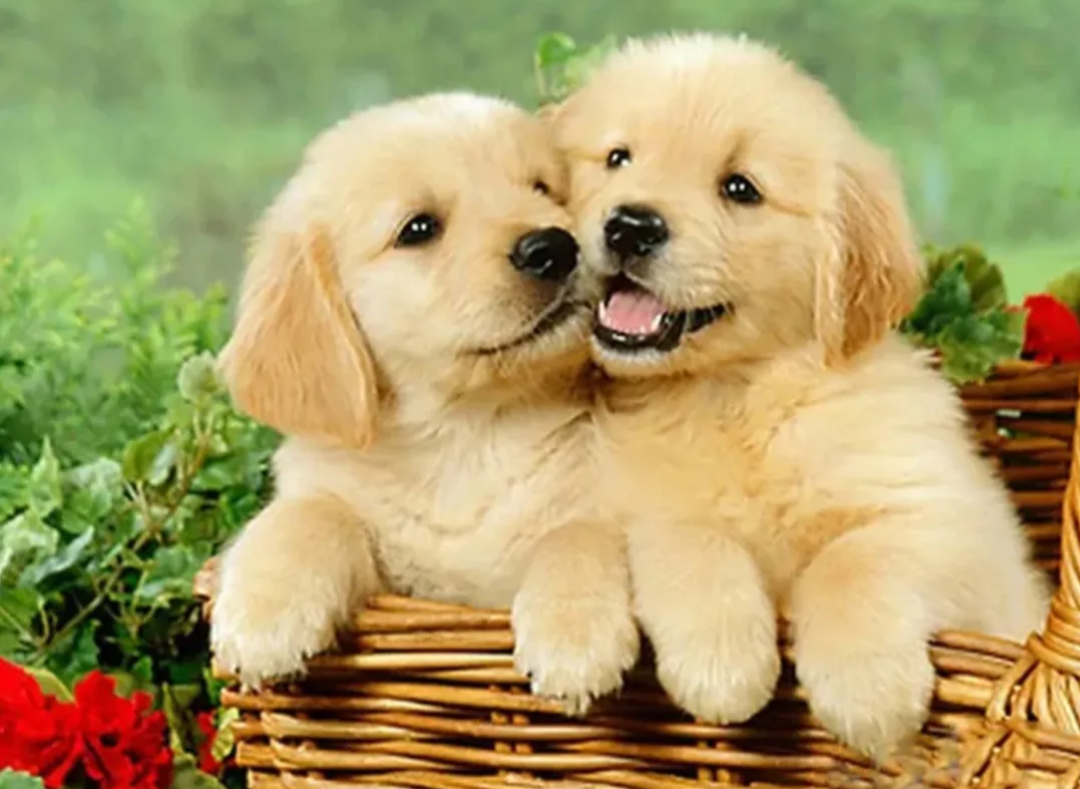 Hondjes in mand 40x50