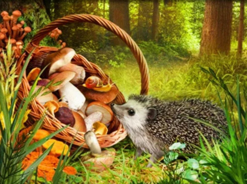 Thumbnail: Hedgehog paintings AB